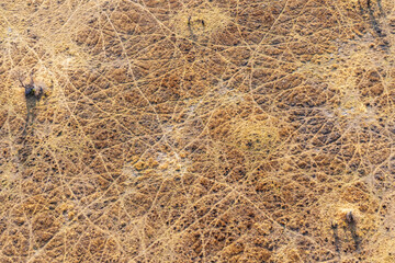 An aerial of animal tracks and paths on the ground and in the middle of dry vegetation in Okavango delta, Botswana © adamikarl
