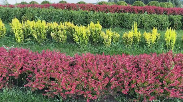 Rows of young decorative red barberry bushes among other shrubs