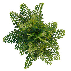 Fototapeta premium Adiantum aethiopicum tree plan, top view, cutout, transparent background, isolate, Delicate fern plant with intricate leaves, a captivating symbol of nature's beauty and growth.