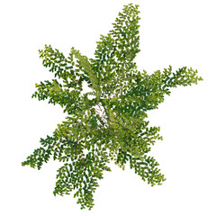 Naklejka premium Adiantum aethiopicum tree plan, top view, cutout, transparent background, isolate, Lush Green Ferns and Leaves on a Branch, Detailed Texture, Natural Botanical Element
