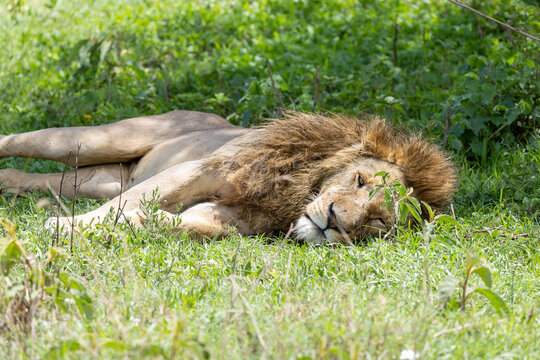 M&auml;nnlicher L&ouml;we liegt im Gras auf dem R&uuml;cken und schl&auml;ft. Im Ngorongoro Krater in Tansania