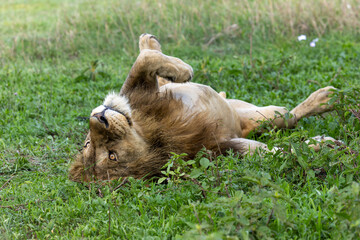 Männlicher Löwe liegt im Gras auf dem Rücken und schläft. Im Ngorongoro Krater in Tansania © Tilo Grellmann