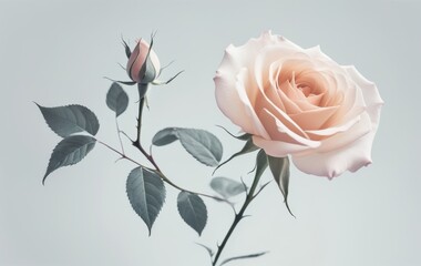 Obraz premium pink rose blooming on grey background elegant studio shot concept of floristry, beauty, romance, banner