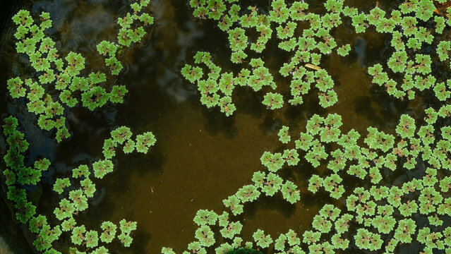 Close up of azolla plants in a pond for fish food. Natural food for fish. For graphic design needs, 3D rendering and banners