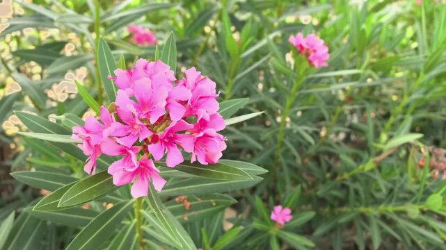 Beautiful pink Nerium oleander flowers swaying gently in breeze within lush green park. Pink oleander blossoms swaying in wind. Vibrant pink kaner flower or Nerium oleander blooming on evergreen shrub