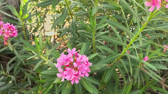 Beautiful pink Nerium oleander flowers swaying gently in breeze within lush green park. Pink oleander blossoms swaying in wind. Vibrant pink kaner flower or Nerium oleander blooming on evergreen shrub