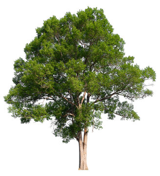 high-resolution cut-out of a single big tree, PNG transparent 