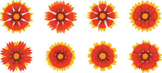 Gaillardia flower vector set. Bright red, orange and yellow blanket blooms in different styles. Botanical illustration for summer gardens, nature themes, and floral design. © HazelQueen