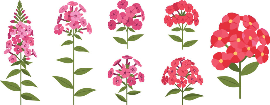 Phlox flower collection set. Pink and red blooming clusters in various shapes. Garden ornamental plant, botanical floral vector illustration isolated.