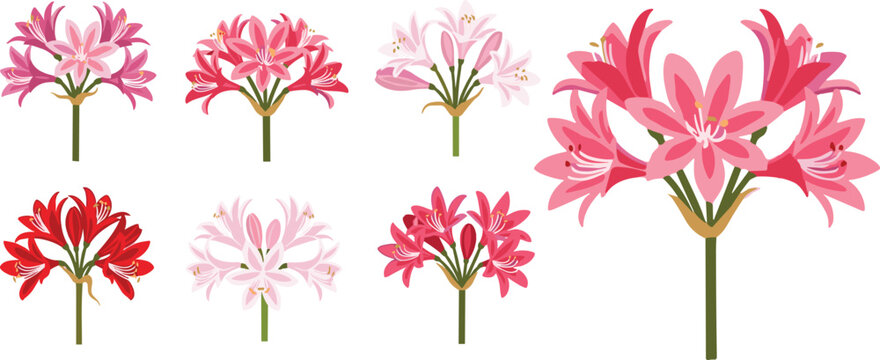 Nerine flower heads collection set. Elegant pink and red blossoms in various styles. Botanical floral elements, decorative garden vector illustration isolated.