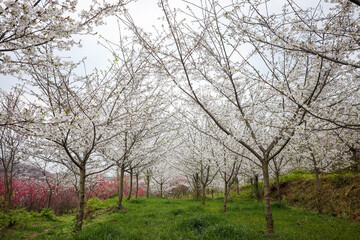 Fototapeta premium spring in the park