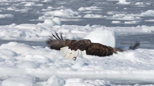 White-tailed eagle (Haliaeetus albicilla) perched on drift ice in Shiretoko, Hokkaido, 4K slow motion.
