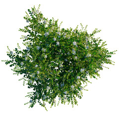 Fototapeta premium Murraya paniculata tree plan, top view, cutout, transparent background, isolate, Delicate green leaves and berries branches, perfect for natural design and festive decorations.
