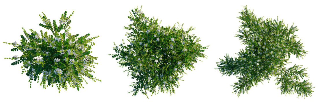 Murraya paniculata tree plan, top view, cutout, transparent background, isolate, Green leaves texture, foliage pattern, detailed botanical illustration, natural backdrop, organic design.