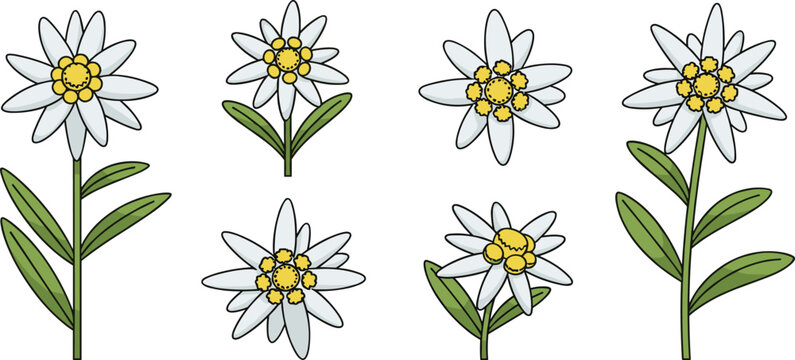 Edelweiss flower vector set with stems and leaves. Alpine white blossoms in different styles. Botanical illustration for mountain nature, wildflower design, and floral graphics.
