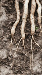 Fototapeta premium Organic Root Vegetables Pattern with Natural Earth Texture