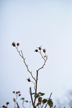 Bare branches with dried rose hips against a clear blue sky. Brussels, Belgium