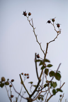 Leafless branches with rose hips silhouetted against a pale sky. Brussels, Belgium