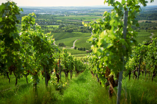 Lush green vineyard with rows of grapevines stretching into the scenic countryside. Belgium