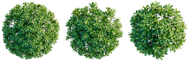 Pittosporum tobira bush tree plan, top view, cutout, transparent background, isolate, Detailed lush...