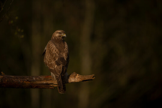 A majestic common buzzard perches on a branch against a dark, blurred forest background. Krootuse, Polva, Estonia