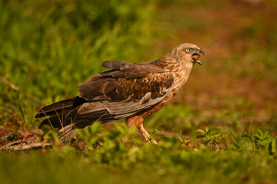 Common buzzard with brown feathers walks on grass, its beak open while eating meat, under warm sunlight. Krootuse, Polva, Estonia
