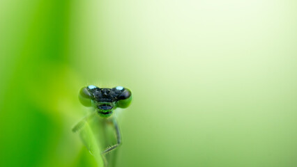 Libelle  © Mika