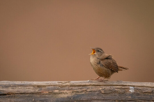 A small Eurasian wren perched on a wooden branch sings against a blurred brown background. Krootuse, Polva, Estonia
