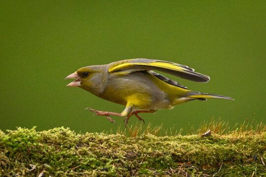 A greenfinch bird with spread wings hops on a moss-covered branch against a green background. Krootuse, Polva, Estonia