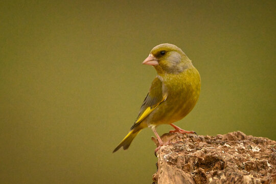 European greenfinch perched on a rock with a blurred green background. Krootuse, Polva, Estonia