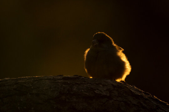 Small European greenfinch silhouetted against a warm, glowing sunset on a tree branch. Krootuse, Polva, Estonia