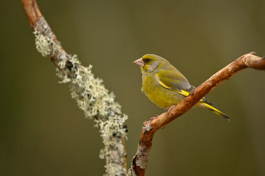 Greenfinch perched on a lichen-covered branch with a soft-focus brown background. Krootuse, Polva, Estonia
