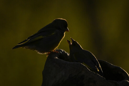 Silhouetted European greenfinch perched on a branch with a blurred natural background. Krootuse, Polva, Estonia