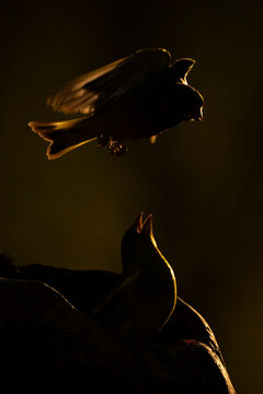 Silhouetted European greenfinch interact dramatically against a dark, warm background. Krootuse, Polva, Estonia