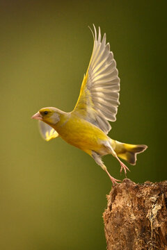 A vibrant yellow bird takes flight from a tree stump with wings elegantly spread. Krootuse, Polva, Estonia