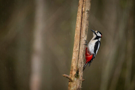 Great spotted woodpecker perched on tree trunk in a forest setting. Krootuse, Polva, Estonia