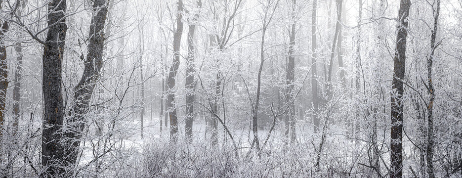 A winter forest covered in frost and snow with bare trees and a misty atmosphere. Thunder Bay, Ontario, Canada