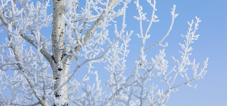A snow-covered birch tree in a winter landscape under a clear blue sky. Thunder Bay, Ontario, Canada