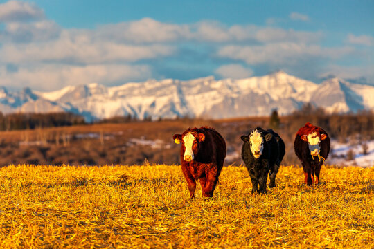 Three cows stand on a golden field with snow-capped mountains in the background. Close to Calgary, Canada