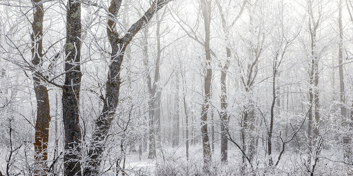 Snow-covered trees in a serene winter forest creating a calm, frosty atmosphere. Thunder Bay, Ontario, Canada