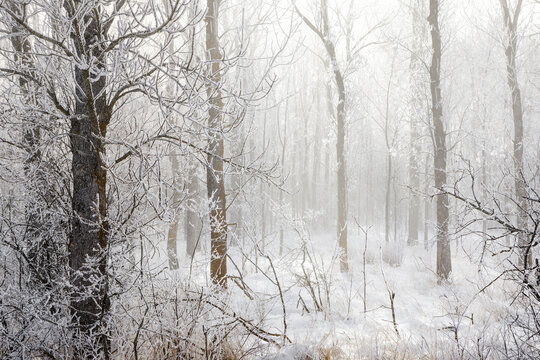 Misty winter forest with frost-covered bare trees and snow-laden ground in serene setting. Thunder Bay, Ontario, Canada