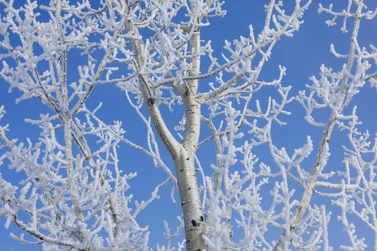 Frost-covered tree branches against a bright blue sky in a wintery setting. Thunder Bay, Ontario, Canada