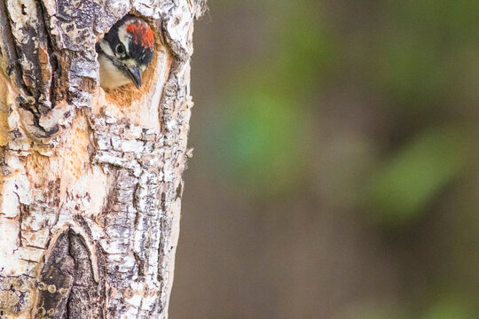 A small bird peeks out from a hole in a tree against a blurred natural background. Anchorage, Alaska, USA