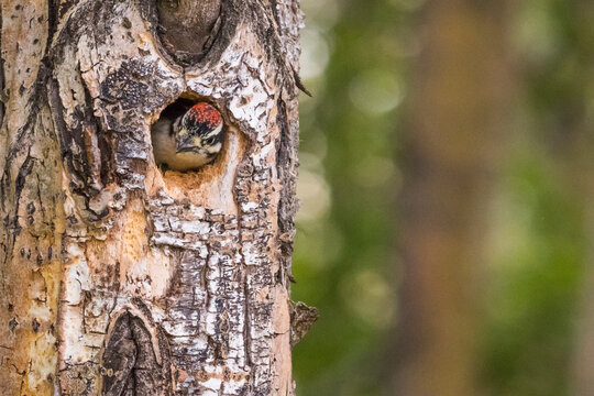 Woodpecker peeks out from a hole in a tree with a blurred forest background. Anchorage, Alaska, USA