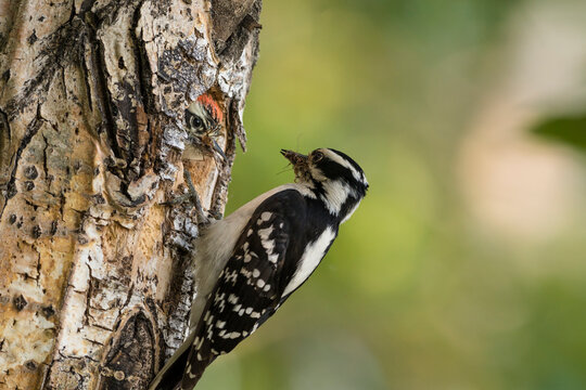 Woodpecker perched on a tree trunk against a blurred green background. Anchorage, Alaska, USA