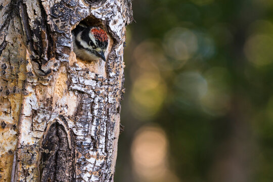A woodpecker peeks from a tree hole against a blurred green background in a forest. Anchorage, Alaska, USA