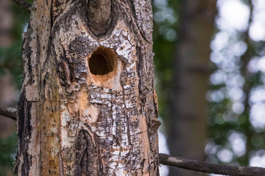 Close-up of a tree trunk with a carved hollow against a blurred forest background. Anchorage, Alaska, USA