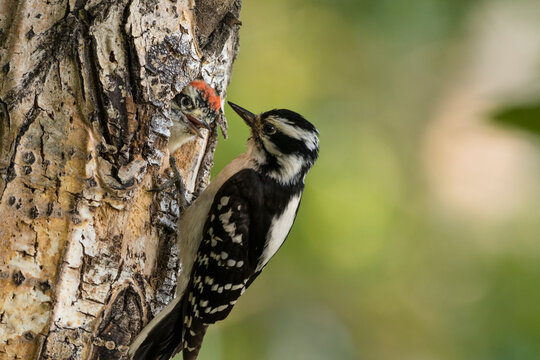 A woodpecker feeds its chick in a nest hole on a tree trunk in a forest setting. Anchorage, Alaska, USA