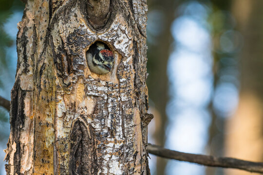 Woodpecker peeking out from a hole in a tree trunk in a forest setting. Anchorage, Alaska, USA
