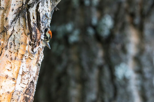 Small bird peeking from a tree trunk, displaying colorful feathers on a textured bark. Anchorage, Alaska, USA